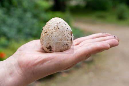 Photo for Hand holding egg of Common stinkhorn (Phallus impudicus) - Royalty Free Image