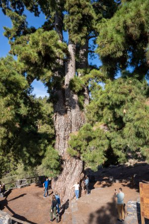 Téléchargez les photos : Vilaflor, Tenerife, Espagne - 04.12.2023 : Touristes à Pino Gordo, le plus grand pin des Canaries (Pinus canariensis) au monde - en image libre de droit
