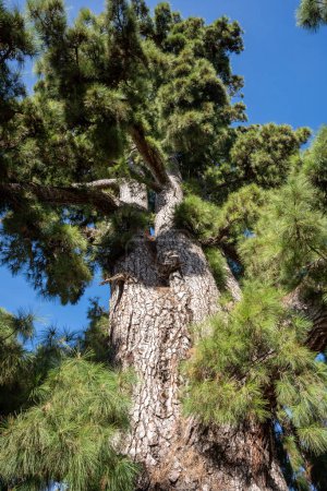 El Pino Gordo, die größte kanarische Kiefer (Pinus canariensis) der Welt. Teneriffa, Spanien