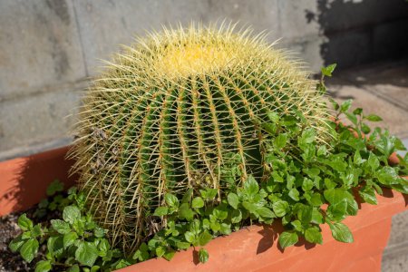 Cactus de baril vert dans le lit de fleurs
