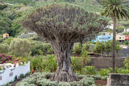 Icod de los Vinos, Tenerife, Spain - 08.12.2023: El Drago or Drago Milenario (Dracaena draco) dragon tree in Parque del Drago