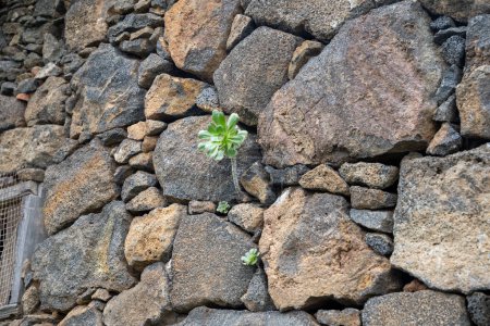 Aeonium urbicum (Saucer Plant) growing on stone wall in Tenerife, Canary islands