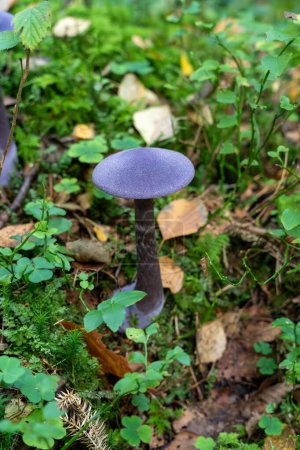 Single Violet Webcap (Cortinarius violaceus) mushroom in forest