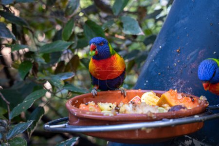 Loriini parrot feeding on fruits on a plate