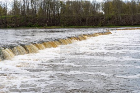 Vimba (Vimba vimba) Fische springen über den Wasserfall auf dem Fluss Venta, Kuldiga, Lettland.