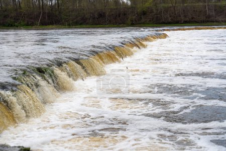 Vimba (Vimba vimba) peces saltando sobre la cascada en el río Venta, Kuldiga, Letonia.