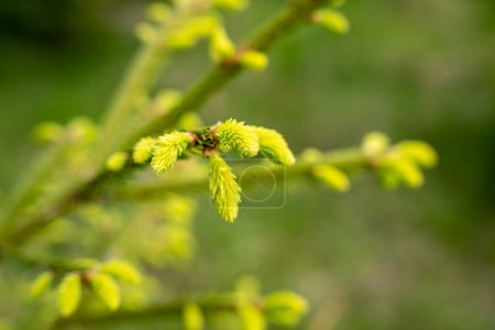 Fresh green spruce needles in spring