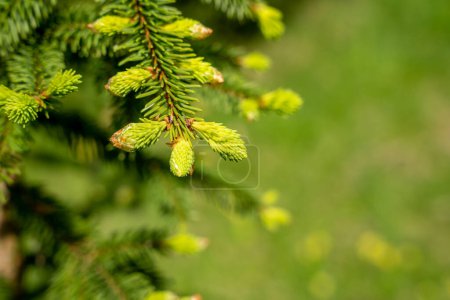 Fresh green spruce needles in spring