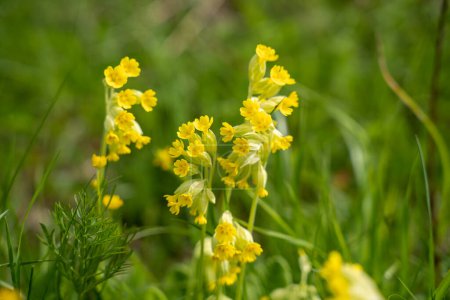 Yellow flowers of cowslip, common cowslip, cowslip primrose (Primula veris)