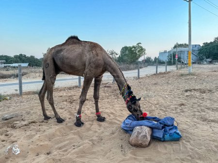 Téléchargez les photos : Portrait of Camel at fair ground at Pushkar during fair for trading. - en image libre de droit