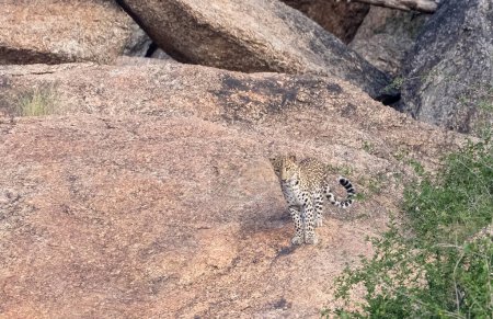 Indischer Leopard (Panthera pardus) auf den Aravalli-Hügeln.