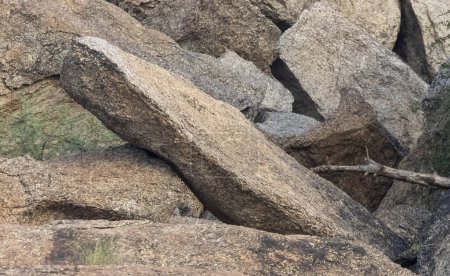 Téléchargez les photos : Léopard indien (Panthera pardus) sur les collines d'Aravalli. - en image libre de droit