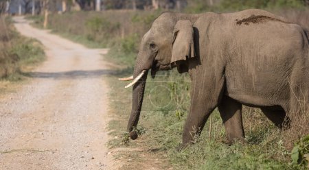 Foto de Elefante macho (Tusker) en el Parque Nacional Jim Corbett - Imagen libre de derechos