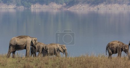 Stado słoni azjatyckich w Parku Narodowym Jim Corbett