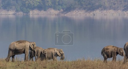 Photo for Herd of Asiatic elephants in Jim Corbett National park - Royalty Free Image