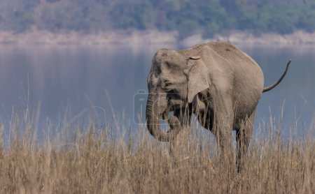 éléphant femelle dans le parc national Jim Corbett