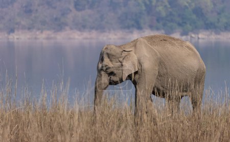 Foto de Elefante femenino en el Parque Nacional Jim Corbett - Imagen libre de derechos