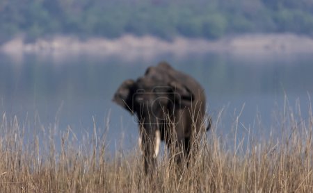 Foto de Elefante macho (Tusker) en el Parque Nacional Jim Corbett - Imagen libre de derechos