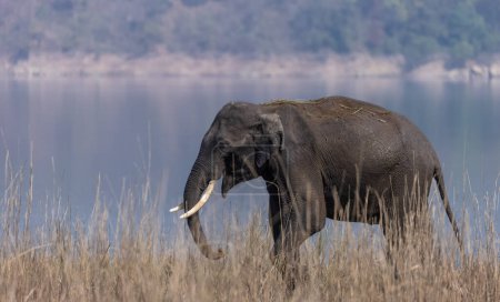 Téléchargez les photos : Éléphant mâle (Tusker) dans le parc national Jim Corbett - en image libre de droit