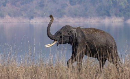 Photo for Male Elephant (Tusker) in Jim Corbett National park - Royalty Free Image