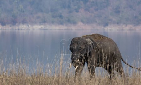 Elefante macho (Tusker) en el Parque Nacional Jim Corbett