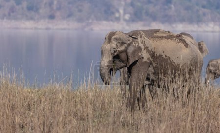 Foto de Manada de elefantes asiáticos en el Parque Nacional Jim Corbett - Imagen libre de derechos