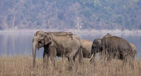 Foto de Manada de elefantes asiáticos en el Parque Nacional Jim Corbett - Imagen libre de derechos