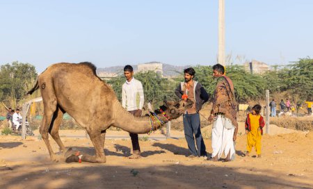 Foto de Pushkar, Rajasthan, India - November 2022: Camel at fair ground at Pushkar during fair for trading. - Imagen libre de derechos