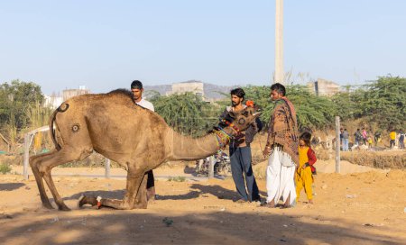 Téléchargez les photos : Pushkar, Rajasthan, India - November 2022: Camel at fair ground at Pushkar during fair for trading. - en image libre de droit
