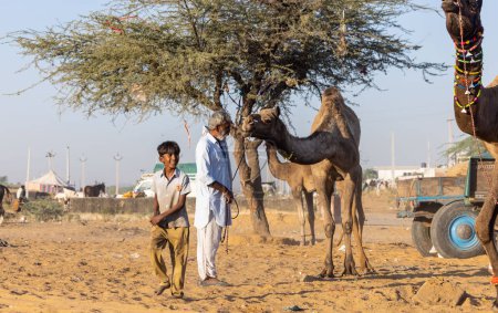 Téléchargez les photos : Pushkar, Rajasthan, India - November 2022: Camel at fair ground at Pushkar during fair for trading. - en image libre de droit