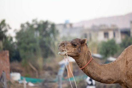 Photo for Pushkar, Rajasthan, India - November 2022: Camel at fair ground at Pushkar during fair for trading. - Royalty Free Image