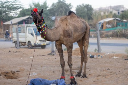 Foto de Pushkar, Rajasthan, India - November 2022: Camel at fair ground at Pushkar during fair for trading. - Imagen libre de derechos