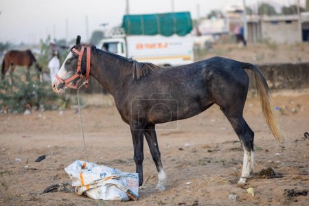 Téléchargez les photos : Horse at fair ground at Pushkar during fair for trading. - en image libre de droit