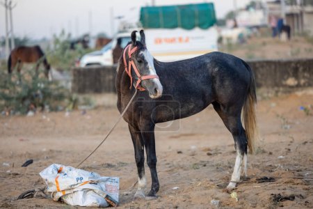 Téléchargez les photos : Horse at fair ground at Pushkar during fair for trading. - en image libre de droit