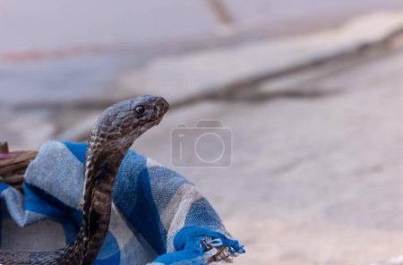 Portraitaufnahme der indischen Cobra-Schlange