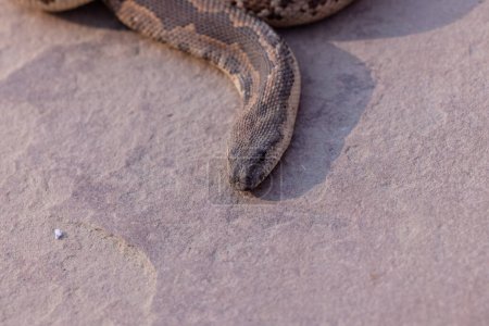 Photo for Portrait shot of Indian Cobra snake - Royalty Free Image