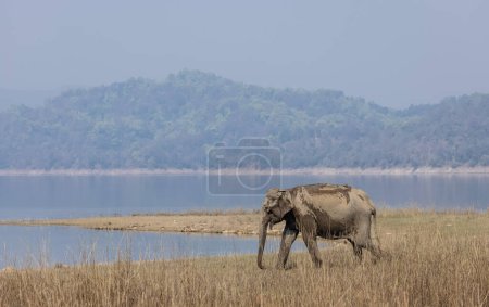 Photo for Adult Asian tusker or Asiatic elephant (Elephas maximus) walking in the grassland at Corbett Tiger Reserve. - Royalty Free Image