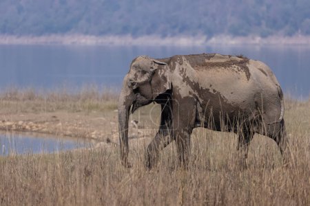 Téléchargez les photos : Tusker d'Asie adulte ou éléphant d'Asie (Elephas maximus) marchant dans les prairies de la réserve de tigres de Corbett. - en image libre de droit