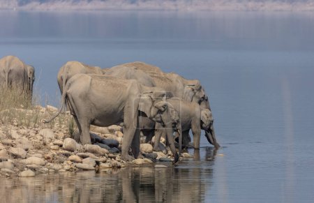 Téléchargez les photos : Poussette d'Asie adulte ou éléphants d'Asie (Elephas maximus) eau potable - en image libre de droit