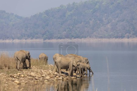 Téléchargez les photos : Poussette d'Asie adulte ou éléphants d'Asie (Elephas maximus) eau potable - en image libre de droit