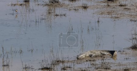 Photo for A big crocodile in natural habitat - Royalty Free Image