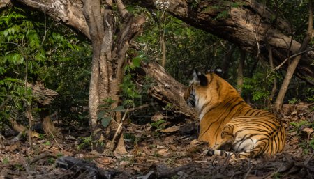 Tigre macho (Panthera tigris) en hábitat natural