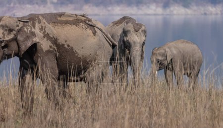 Téléchargez les photos : Tusker d'Asie adulte ou éléphants d'Asie (Elephas maximus) marchant dans les prairies de la réserve de tigres de Corbett. - en image libre de droit