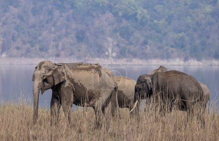 Téléchargez les photos : Tusker d'Asie adulte ou éléphants d'Asie (Elephas maximus) marchant dans les prairies de la réserve de tigres de Corbett. - en image libre de droit