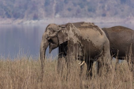 Dorosłe słonie azjatyckie (Elephas maximus) spacerujące po łąkach w rezerwacie Corbett Tiger Reserve.