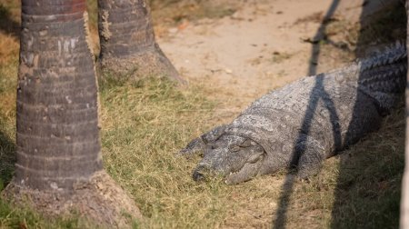 Téléchargez les photos : Crocodile (Crocodylidae) se reposant dans la rivière Ram ganga au parc national de Corbett. - en image libre de droit