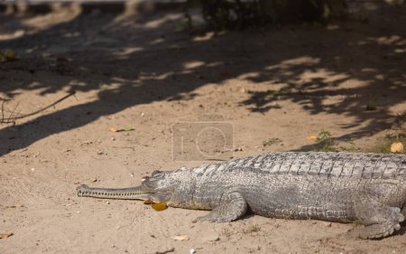 Téléchargez les photos : Crocodile (Crocodylidae) se reposant dans la rivière Ram ganga au parc national de Corbett. - en image libre de droit
