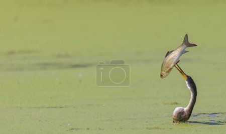 Oriental darter (Anhinga melanogaster) or snake bird fishing in river.