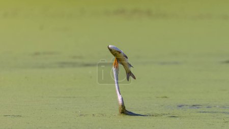 Téléchargez les photos : Dard d'Orient (Anhinga melanogaster) ou serpent oiseau pêchant dans la rivière. - en image libre de droit