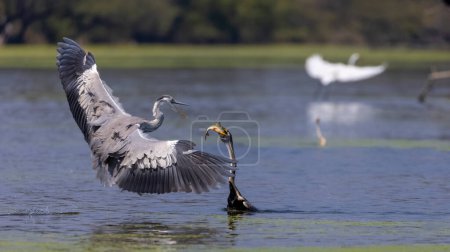 Photo for Grey heron (Ardea cinerea) - Royalty Free Image